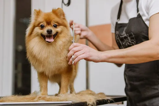 Seasonal Pet Grooming Tips for Summer and Winter