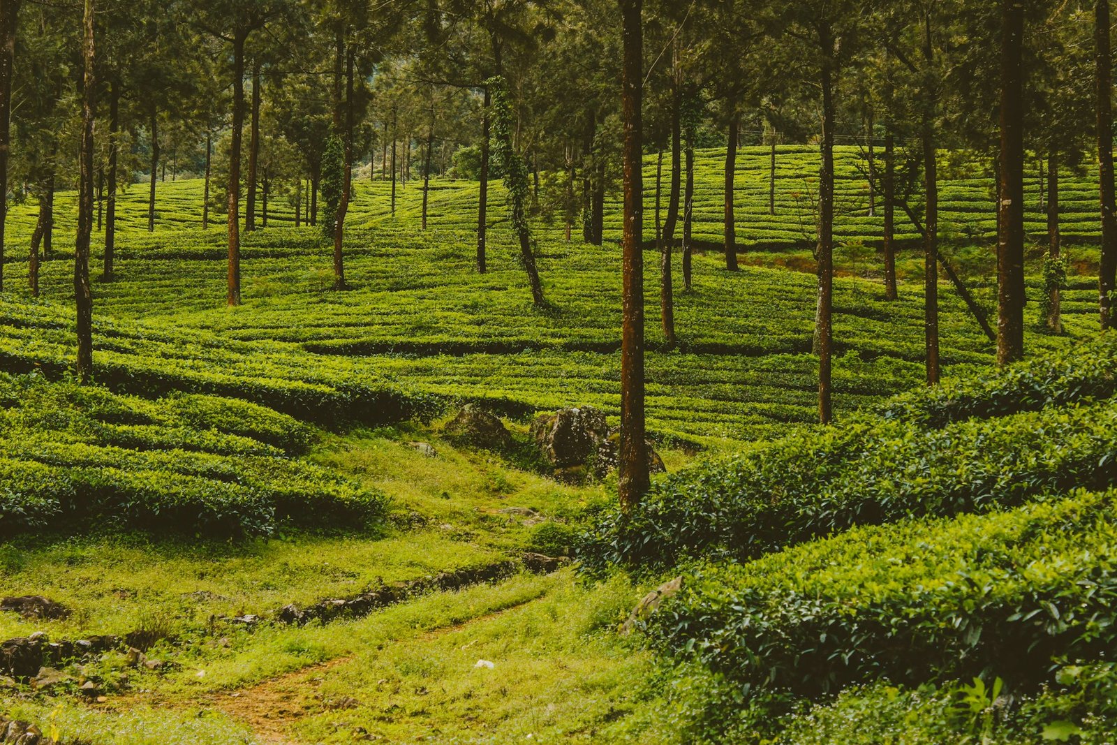 Kochi and Munnar Trip Plan: Best Time to Visit