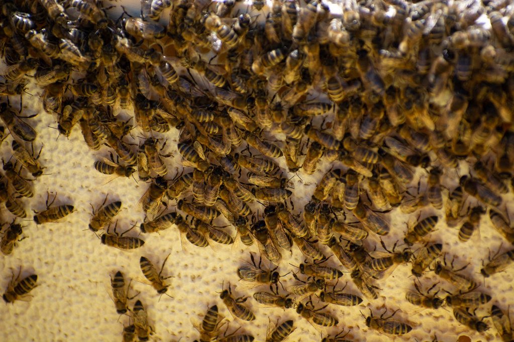 Understanding Swarm Behavior: Why Bees Gather in Large Groups
