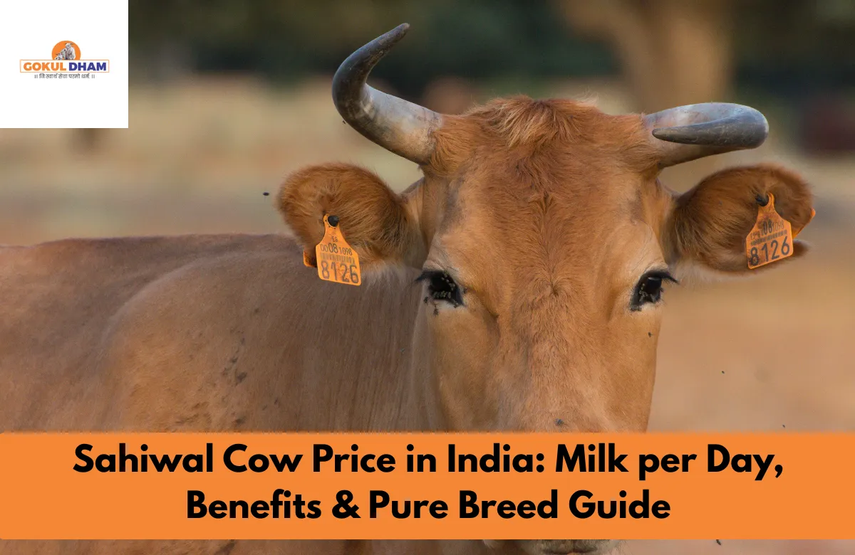 Sahiwal Cow Price in India – Milk per Day, Benefits & Pure Breed Guide