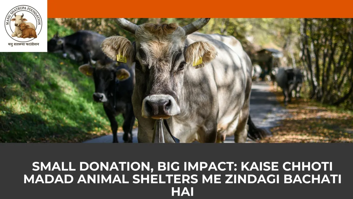 Small Donation, Big Impact: Kaise Chhoti Madad Animal Shelters Me Zindagi Bachati Hai
