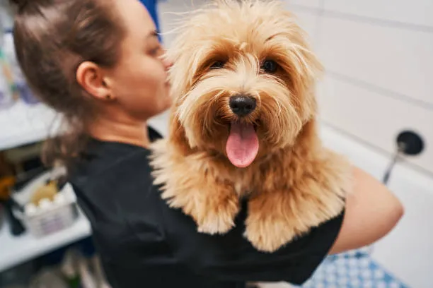 How Diet Directly Influences Your Dog’s Grooming Needs