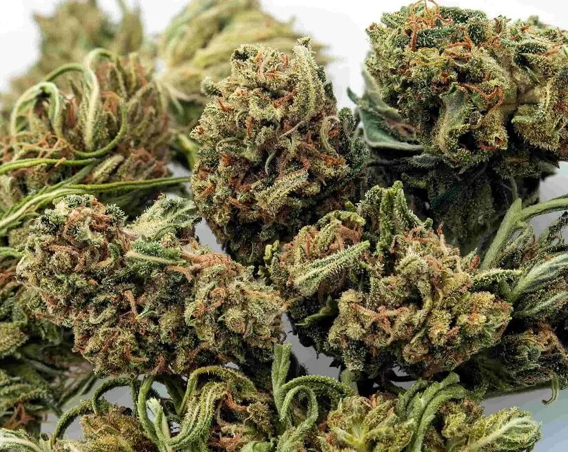How is Cannabis Flower Tested and Approved for Sale?